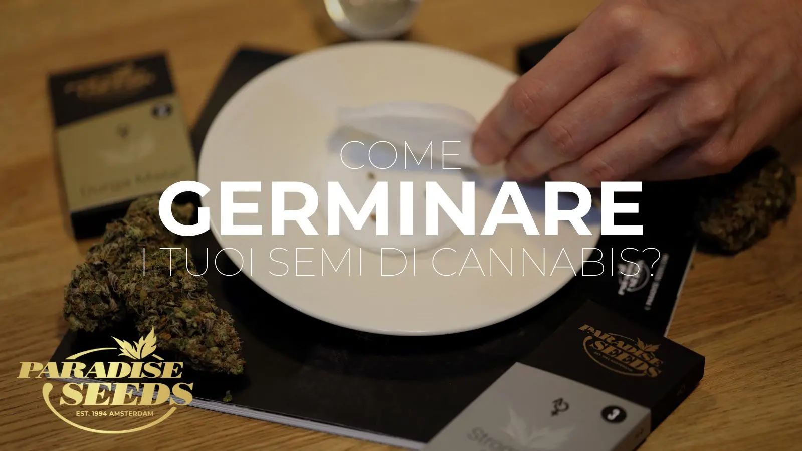 germinare i semi di cannabis