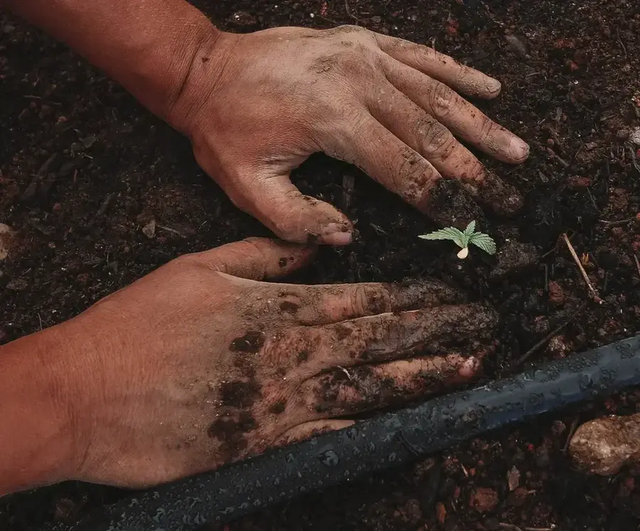Soil with cannabis seedling