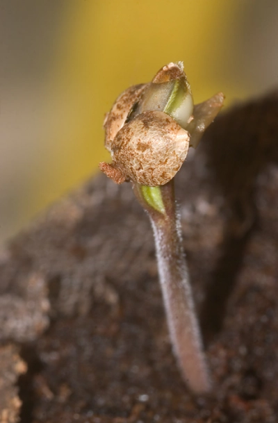 Image of a germinating Delahaze cannabis seed.