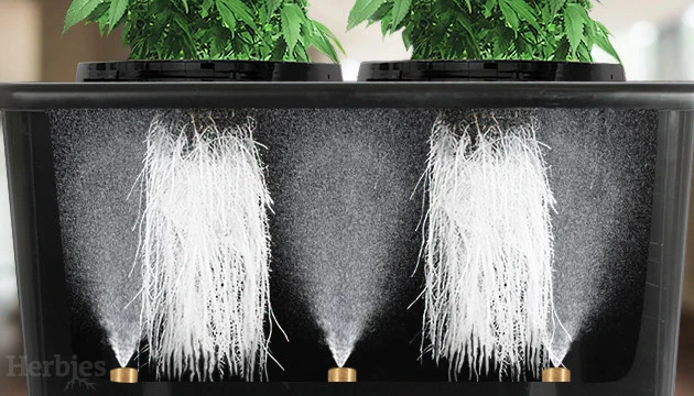 Growing with Aeroponics 