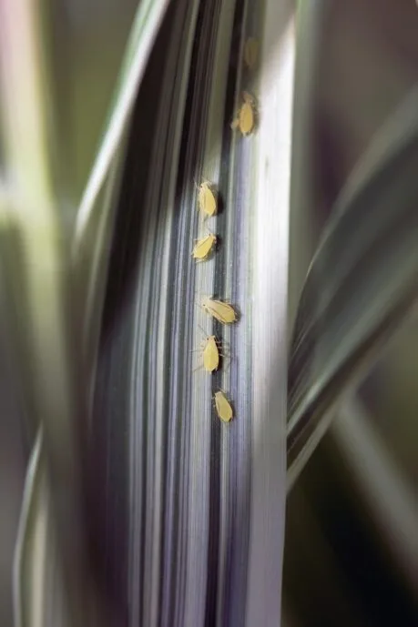 Aphids marching up a plant leaf.