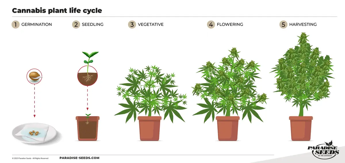 Cannabis growing stages - from seed to flower..