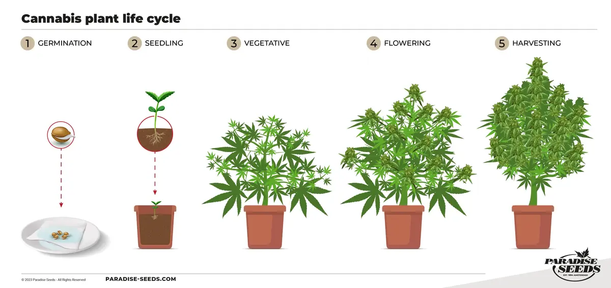 The Cannabis Growing Stages Explained Paradise Seeds