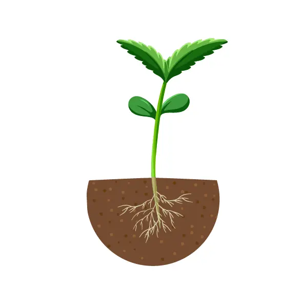 Cannabis seedling cross section.