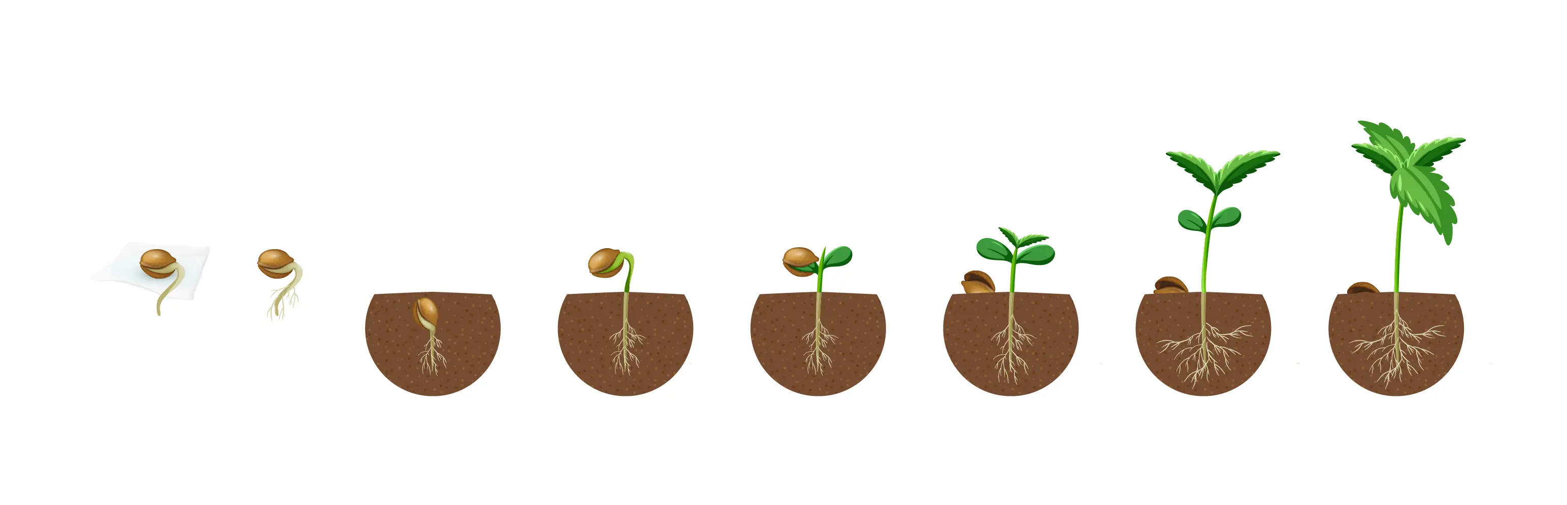 A cannabis seed grows into a seedling.