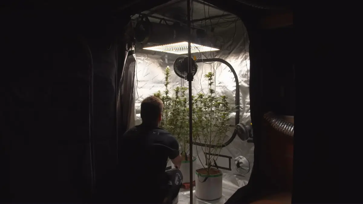 Grow tent with flowering cannabis plants. 