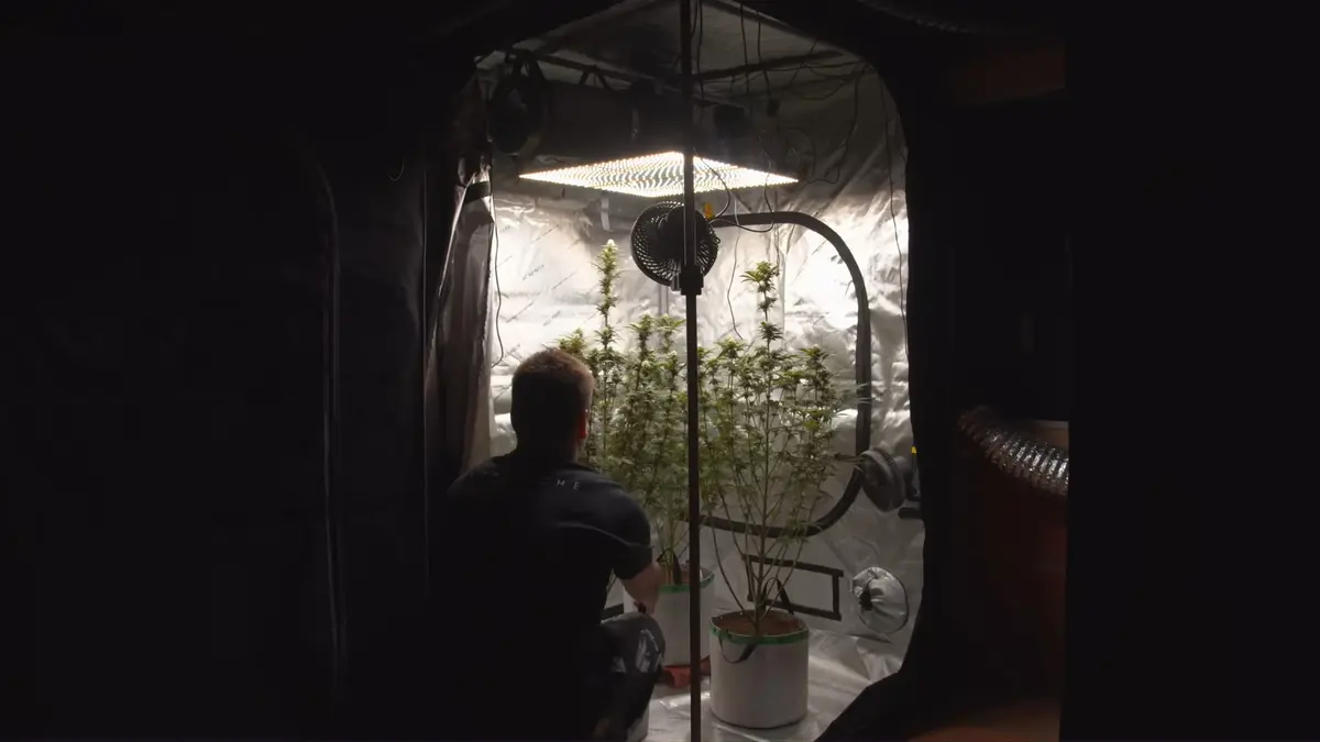 Grow tent with vegging cannabis plants.