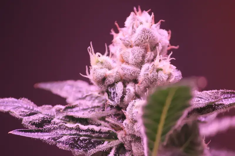 A cannabis bud.