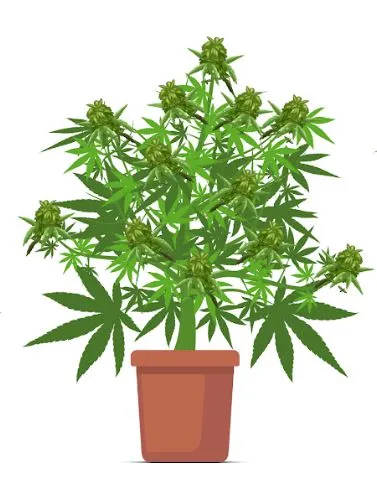 Graphic of a flowering cannabis plant.