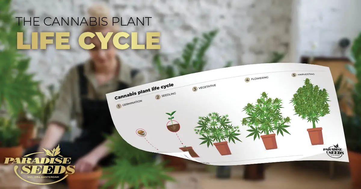 Cannabis growing stages