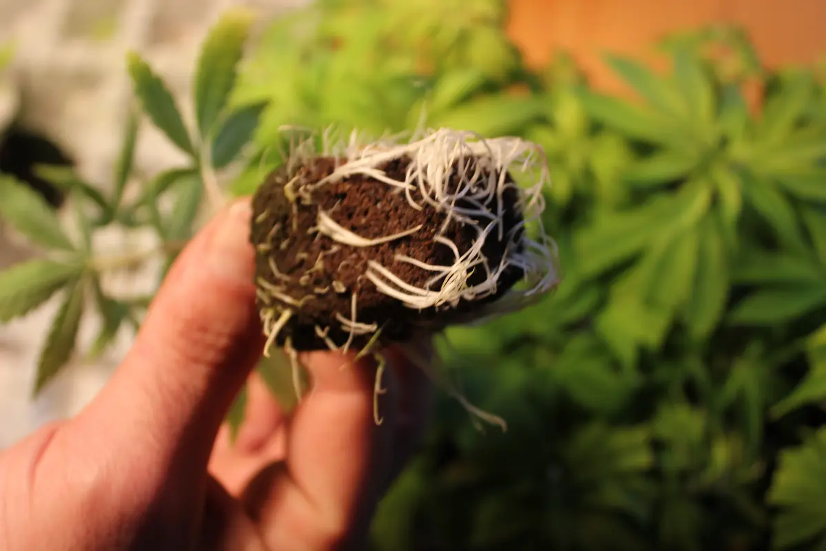 A healthy weed seedling root system.