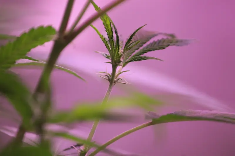 Cannabis growing stages, flowering example.