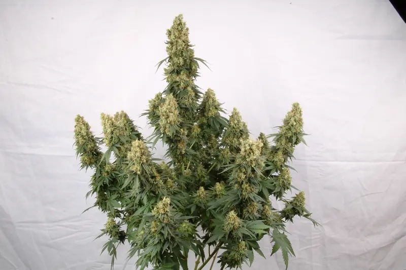 A flowering cannabis plant nears harvest.