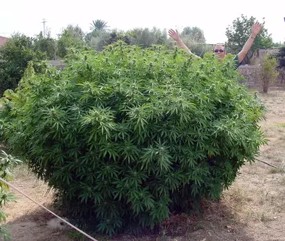 Huge Paradise Seeds outdoor plant.