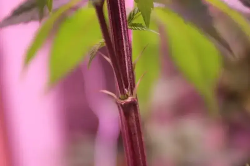 Cannabis growing stages - pre-flowering example.