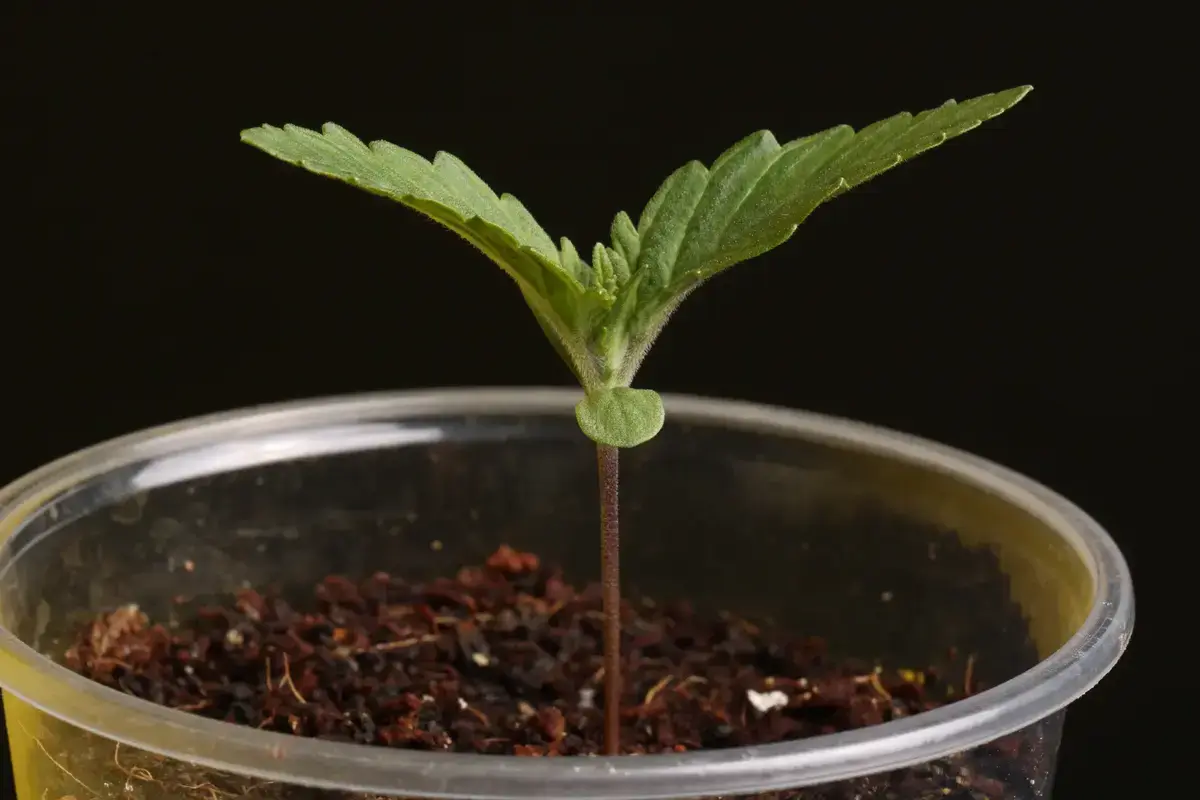 Mendocino Skunk weed seedling.