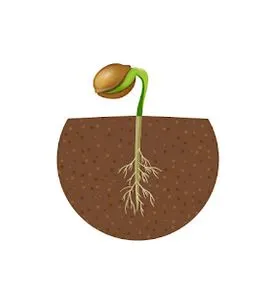 cannabis seed breaks the surface.