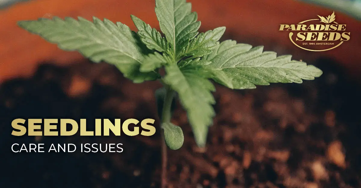 Top Tips for Growing Healthy Weed Seedlings