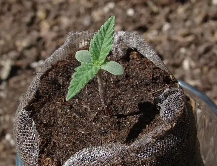 A cannabis seedling in a plant pot.