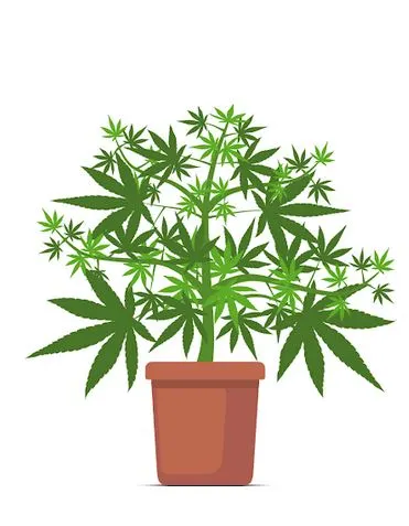 Vegging cannabis plant graphic.