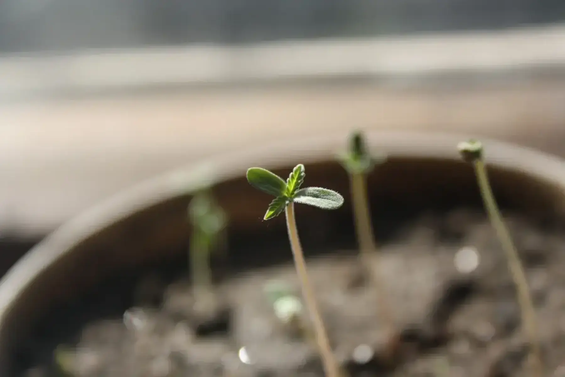 Weed seedlings displaying some stretch.