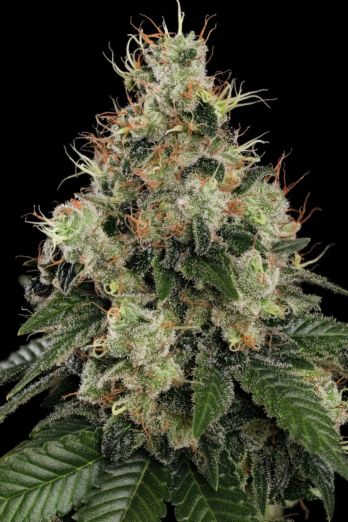 Allkush (Feminized Seeds) – 3 Seeds view 4