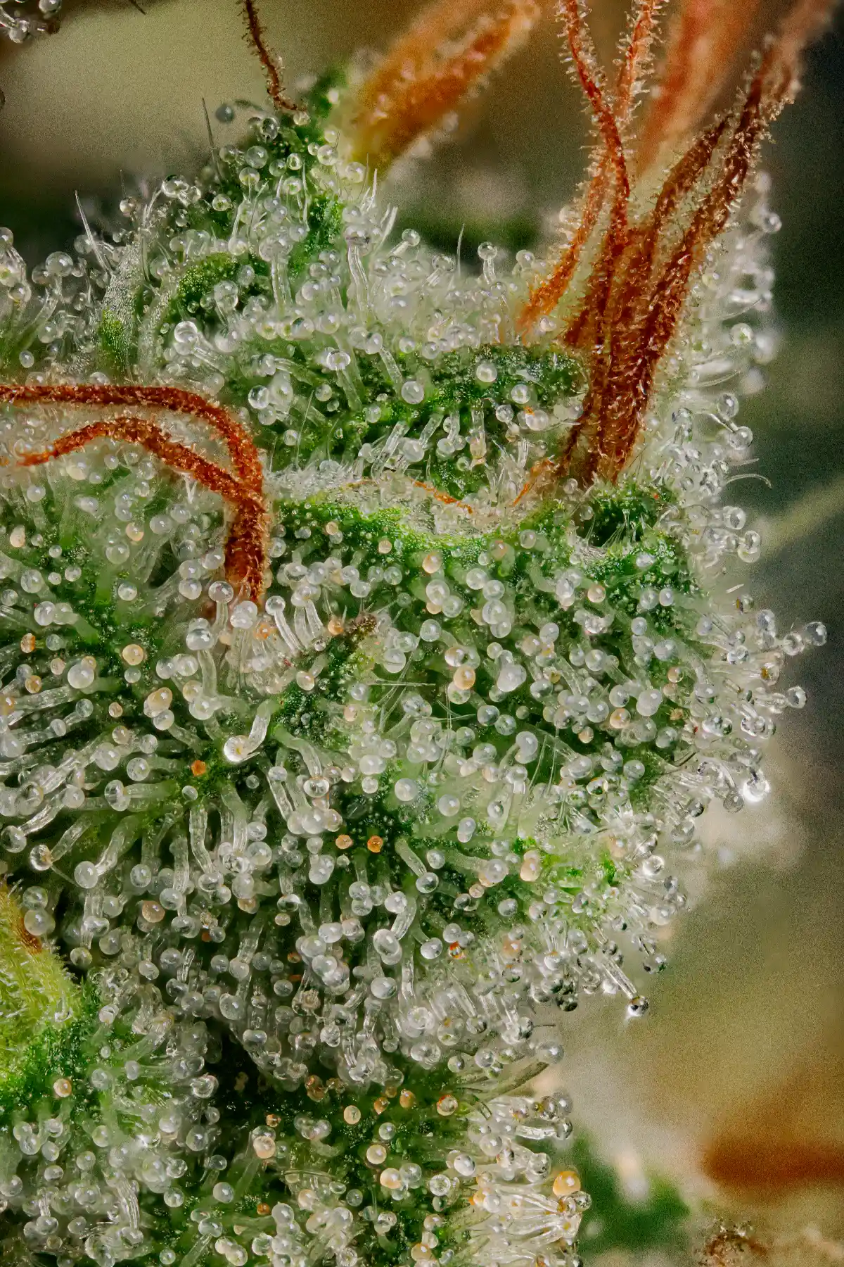 Allkush (Feminized Seeds) – 3 Seeds view 3