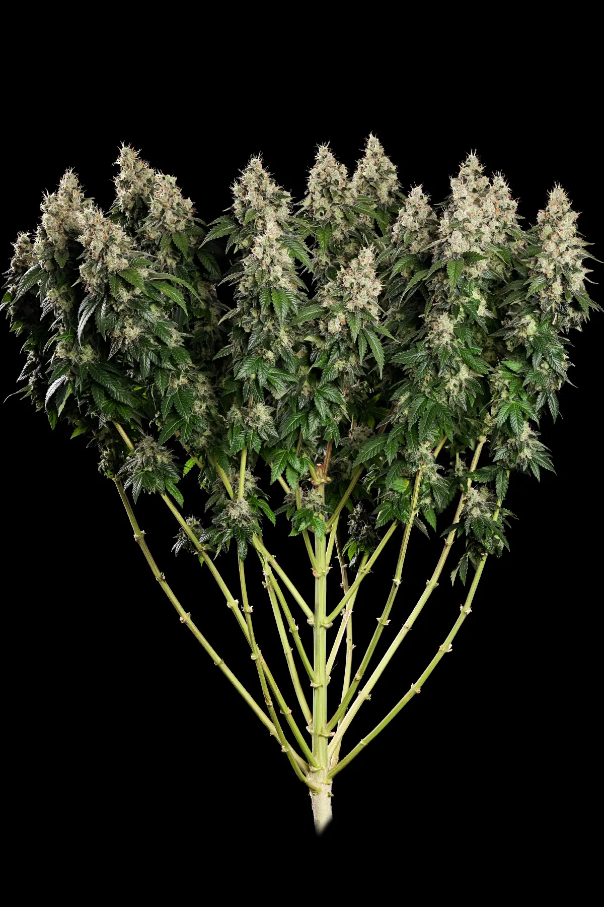 Allkush (Feminized Seeds) – 3 Seeds view 2