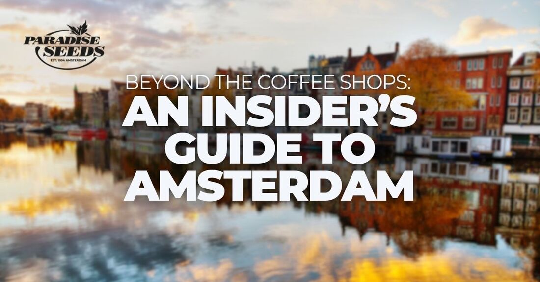 Amsterdam cannabis tourist guide cover image