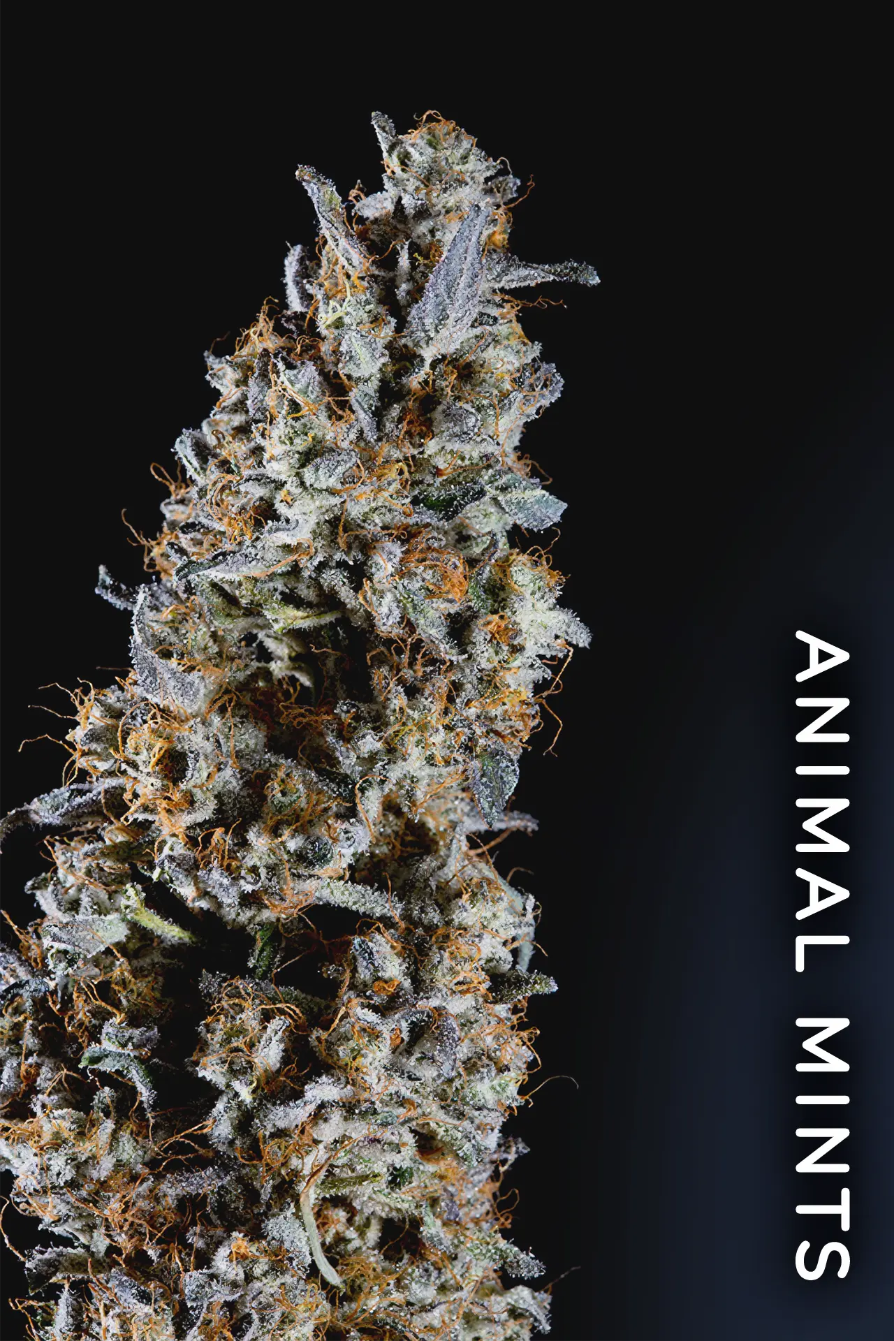 Animorph Mints ♀ Feminisierte Hanfsamen Online Kaufen ♀ 🥇 Paradise Seeds