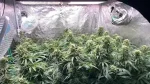 cannabis grow equipment ventilation fans.