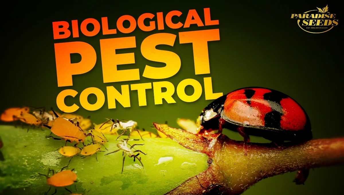 biological pest control for cannabis plants