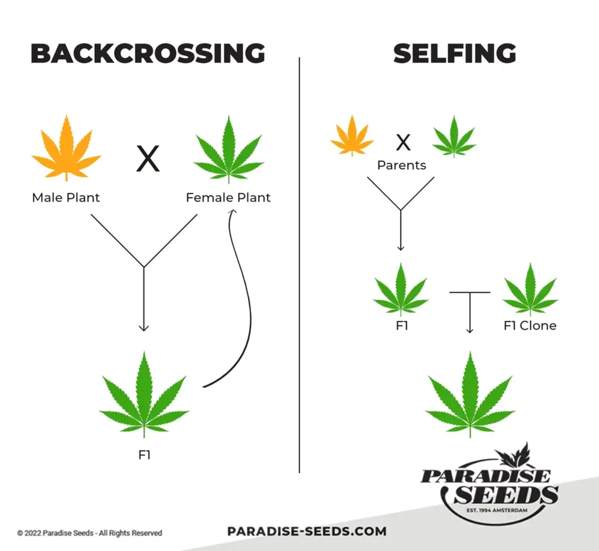 Backcrossing vs selfing in cannabis genetics