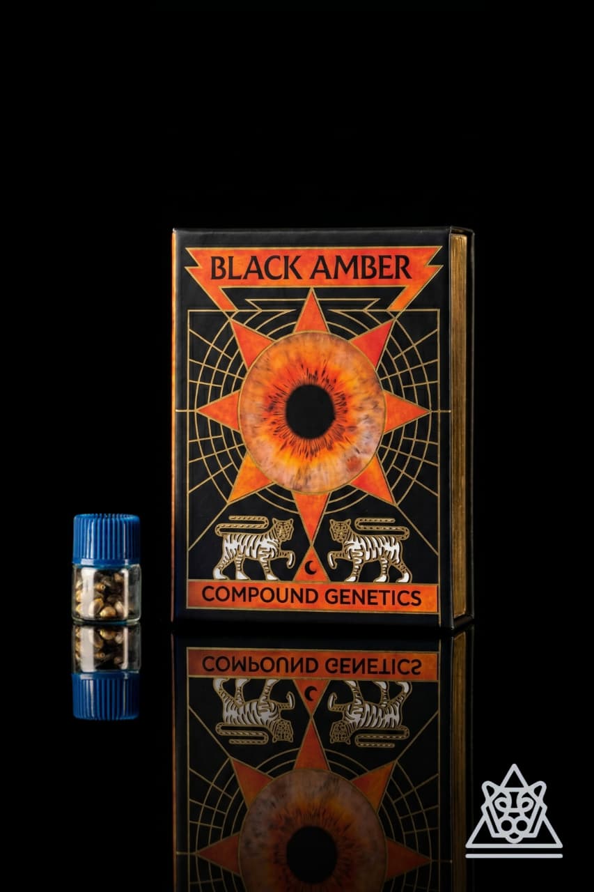 Black Amber Collection (Feminized Seeds) – Solazo – 3 Seeds