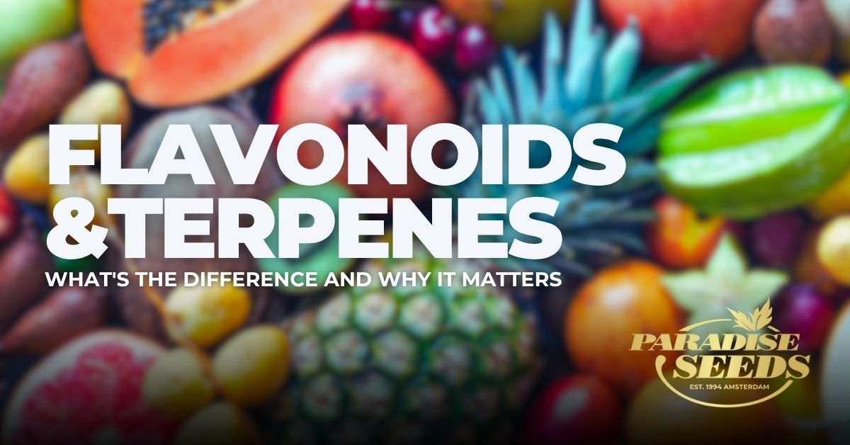 Flavonoids and Terpenes cover atwork