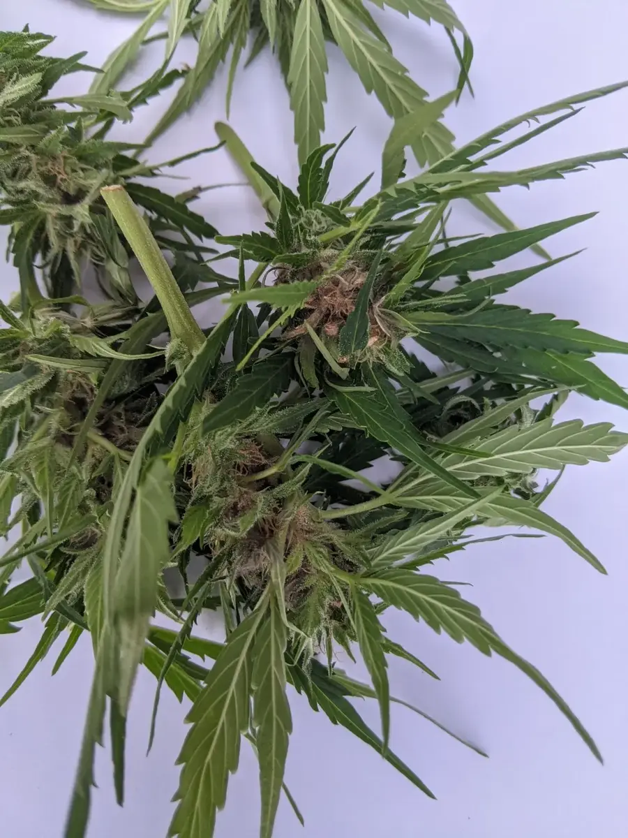Mold on cannabis buds