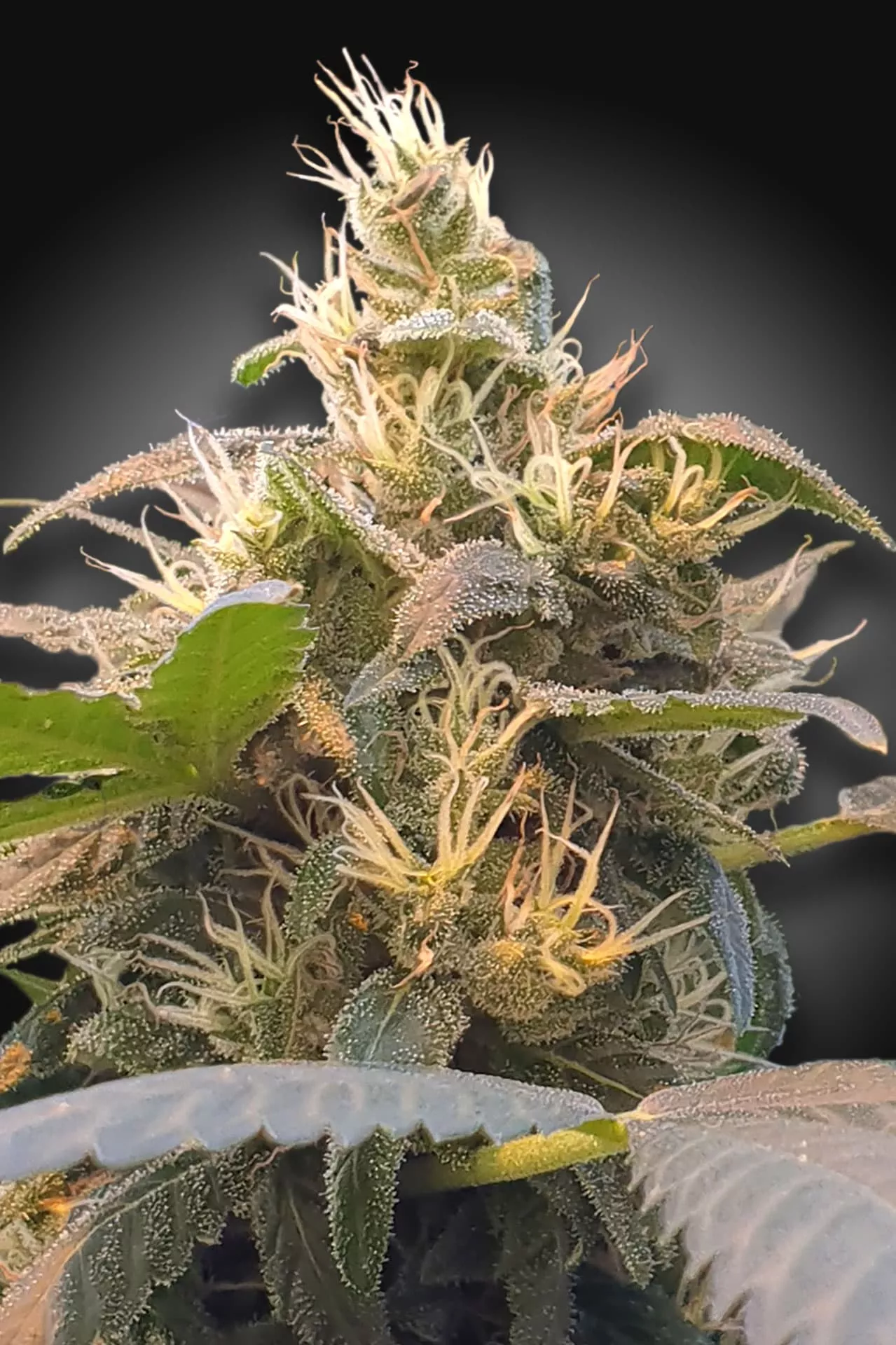 CBDEnergy cannabis strain photo with a black background
