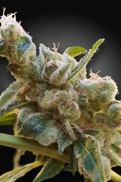 CBDRelax cannabis strain photo with a black background