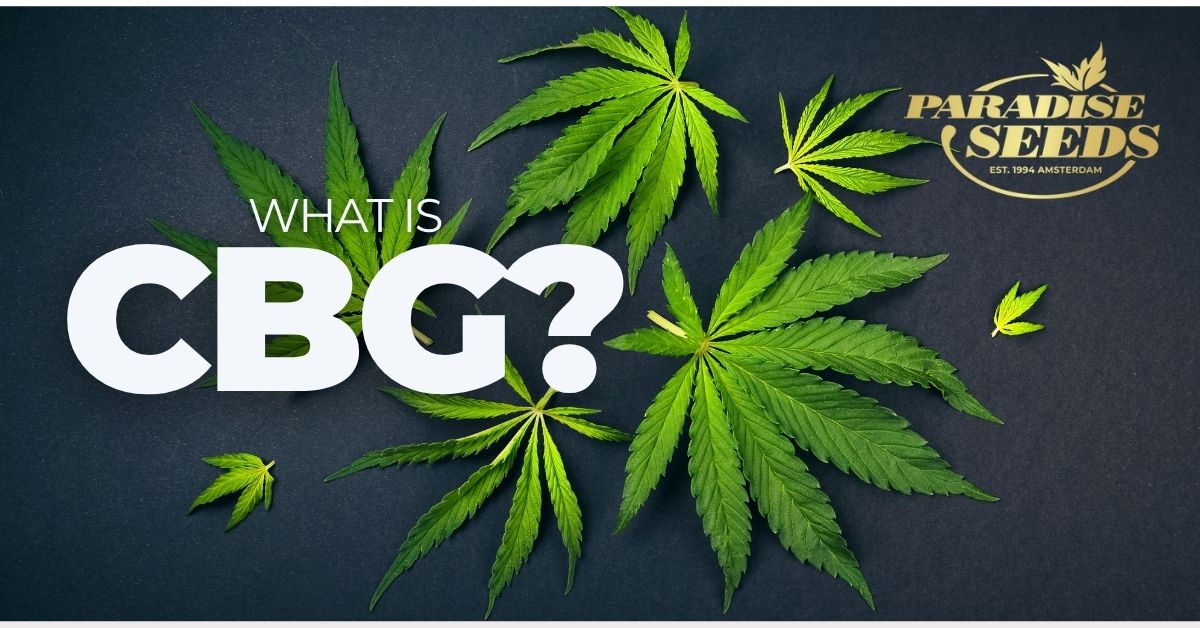 what is CBG article artwork