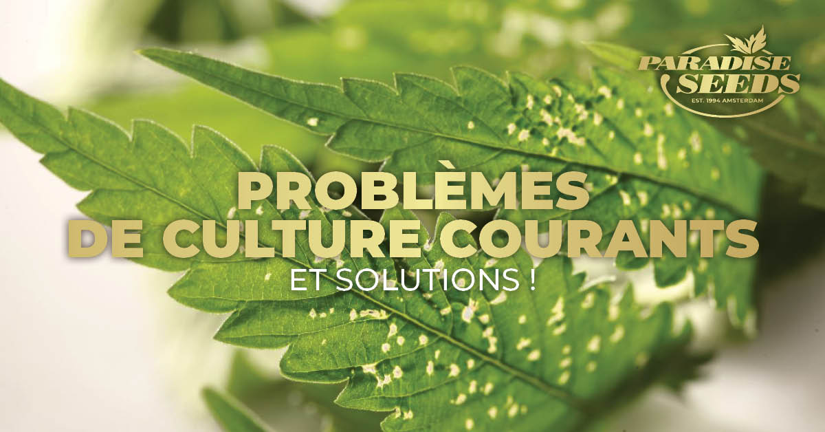 Problèmes Courants De Culture Du Cannabis Et Solutions