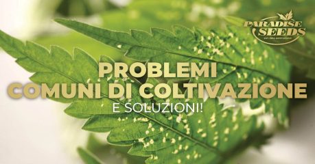 I più comuni problemi nella coltivazione di cannabis e le relative soluzioni