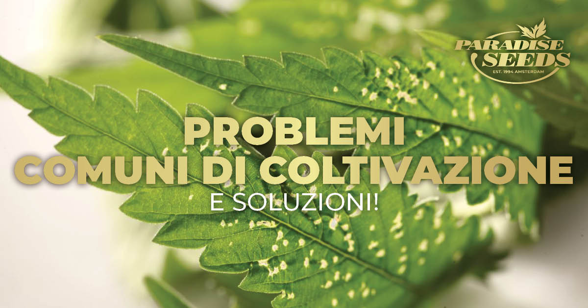 I più comuni problemi nella coltivazione di cannabis e le relative soluzioni