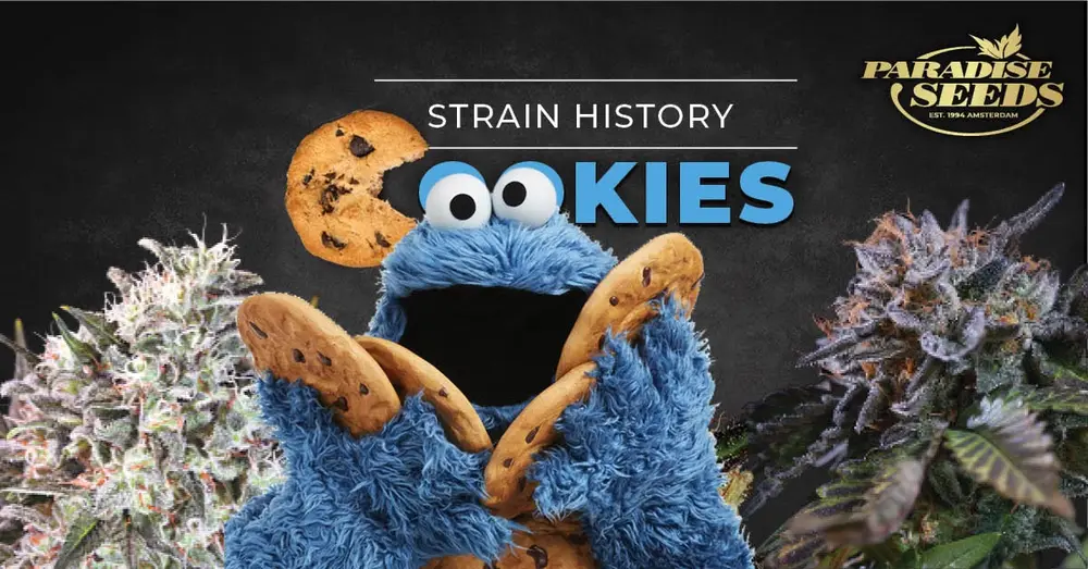 History of the Cookies cannabis strain story artwork
