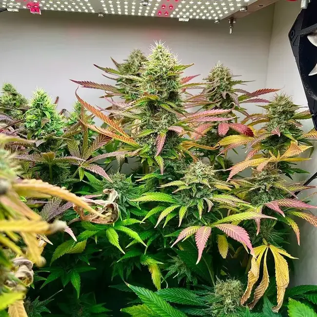 Indica vs sativa: A calssic indica plant
