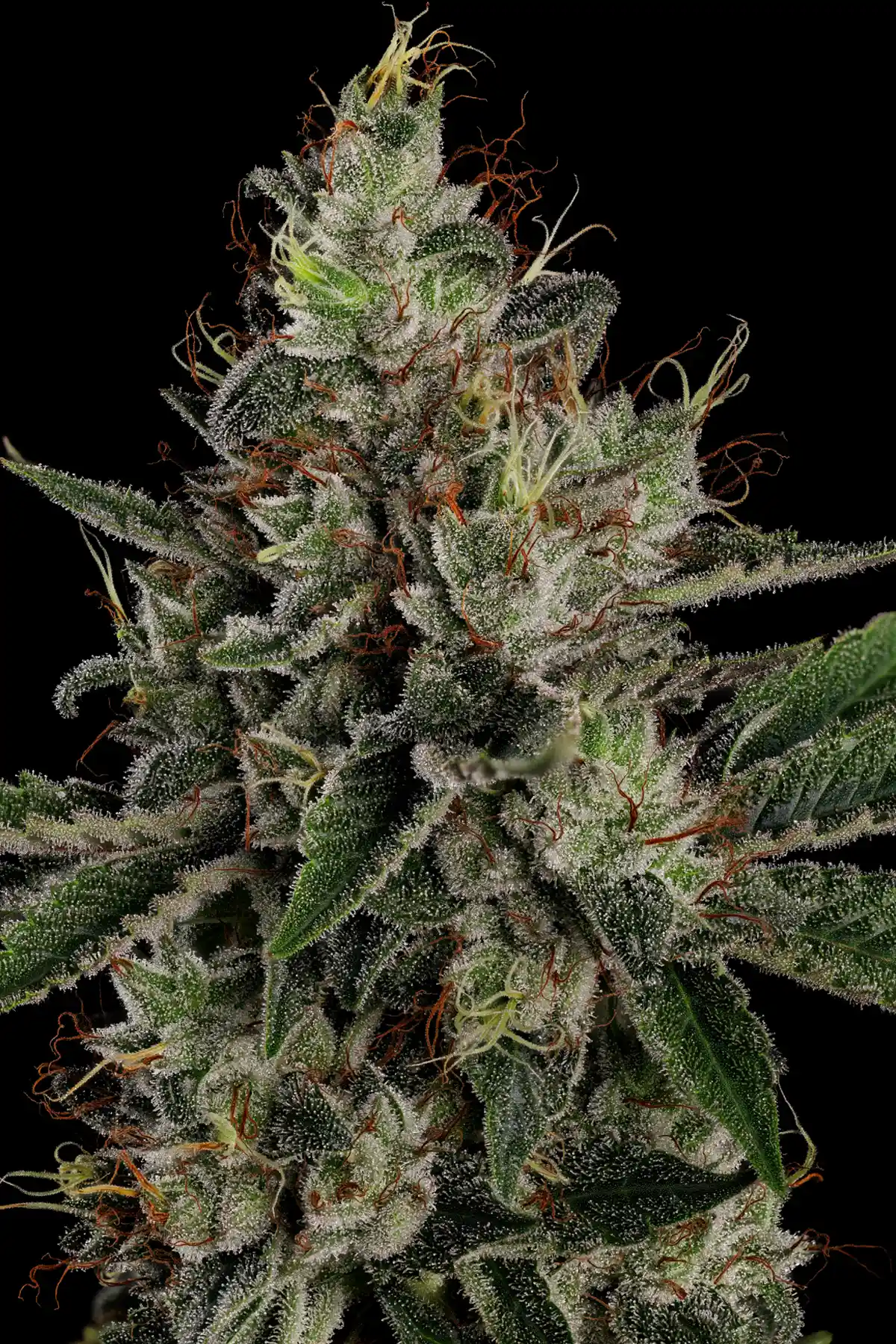 Candy Breath (Feminized Seeds) – 10 Seeds view 4