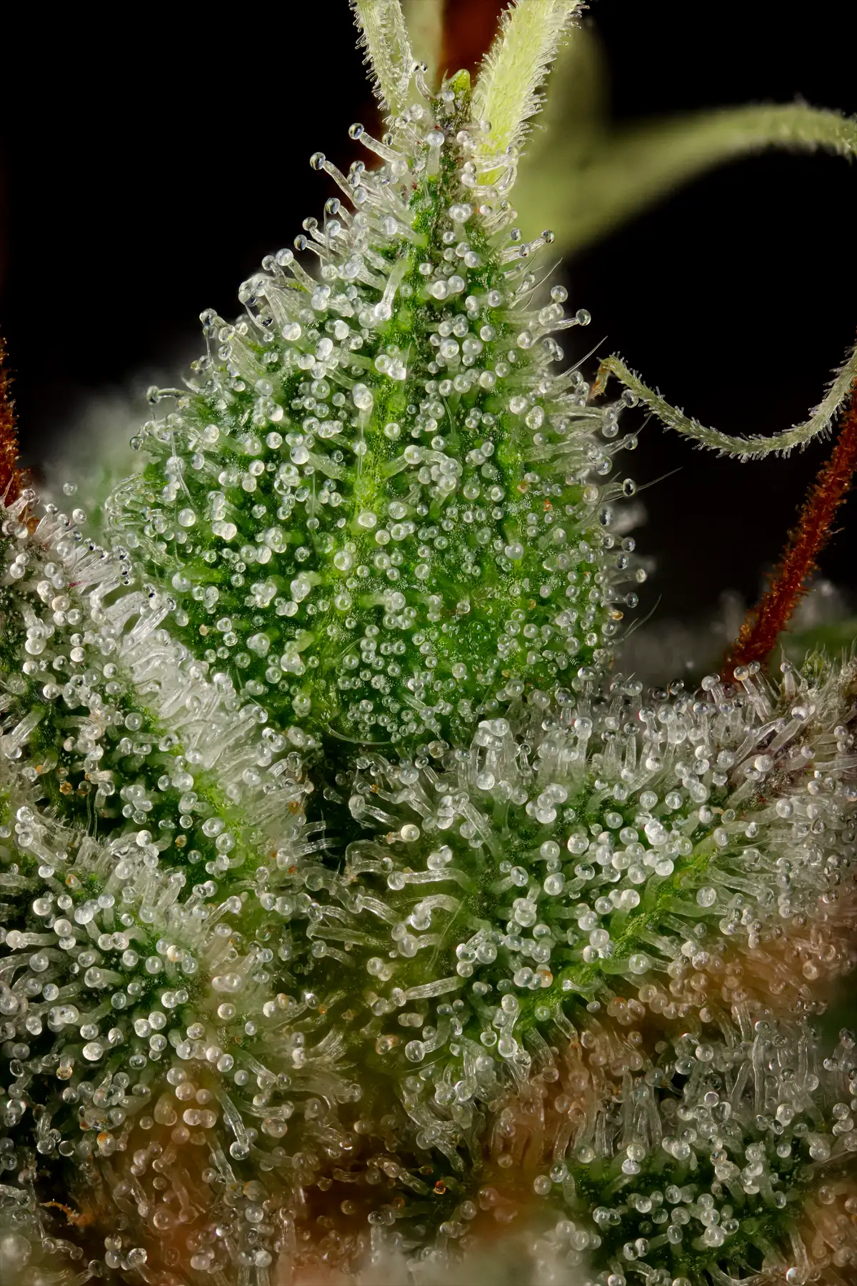 Candy Breath (Feminized Seeds) – 10 Seeds view 3