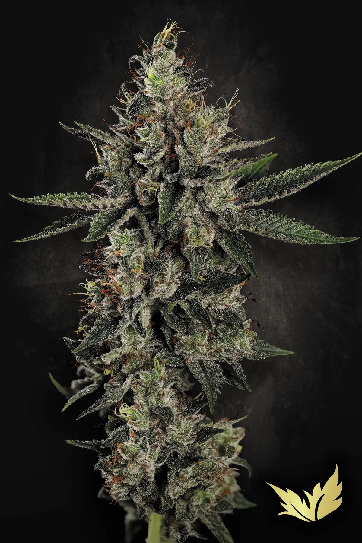 Candy Breath cannabis strain by Paradise Seeds