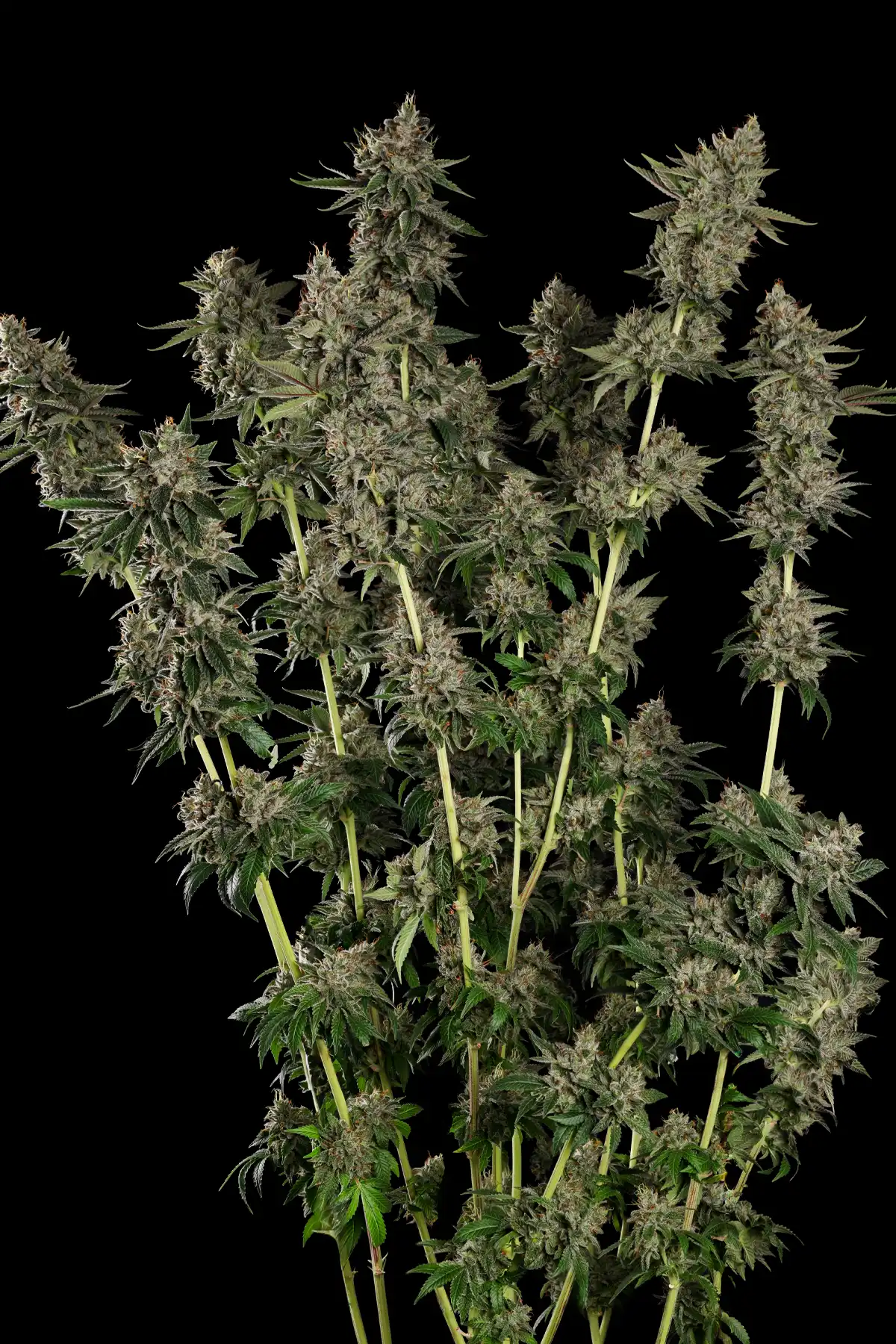 Candy Breath (Feminized Seeds) – 10 Seeds view 2