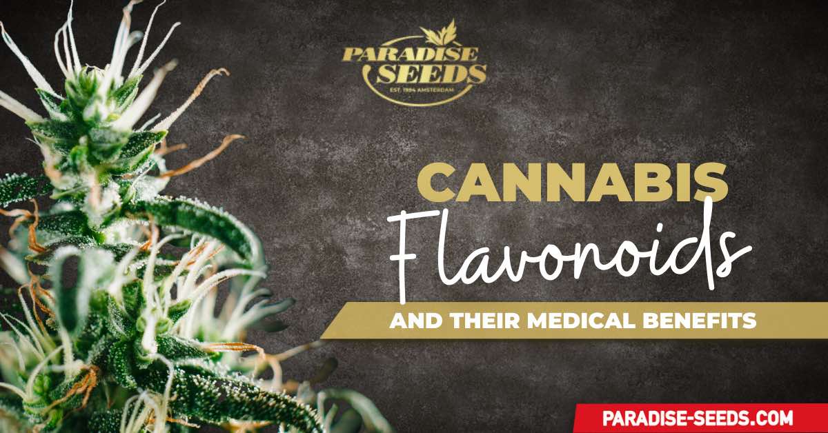 Flavonoids in Cannabis