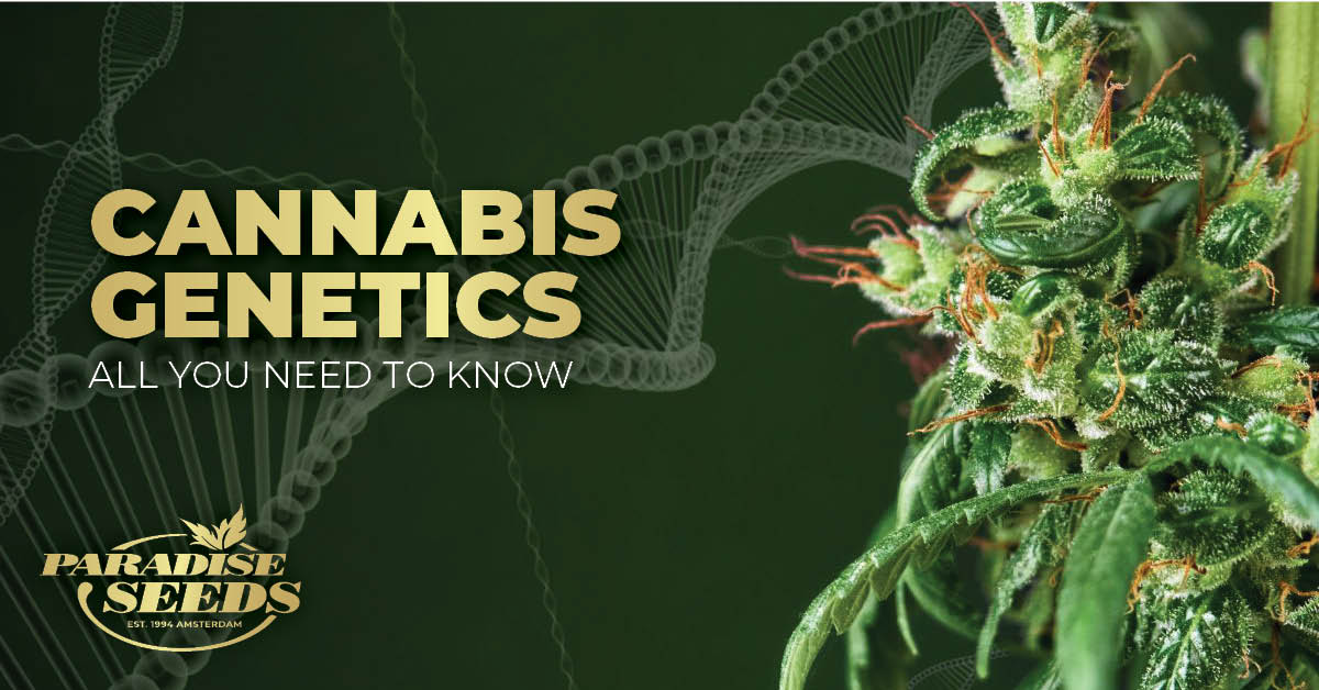 Decoding Cannabis Genetics